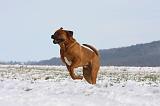 TOSA INU 294